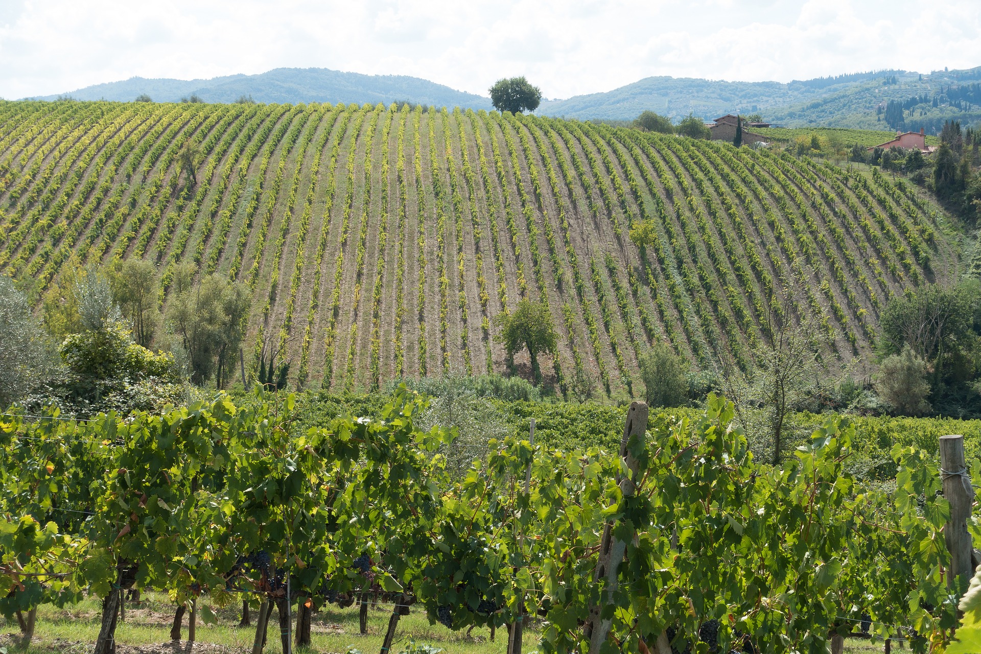 Les Caves du Chianti